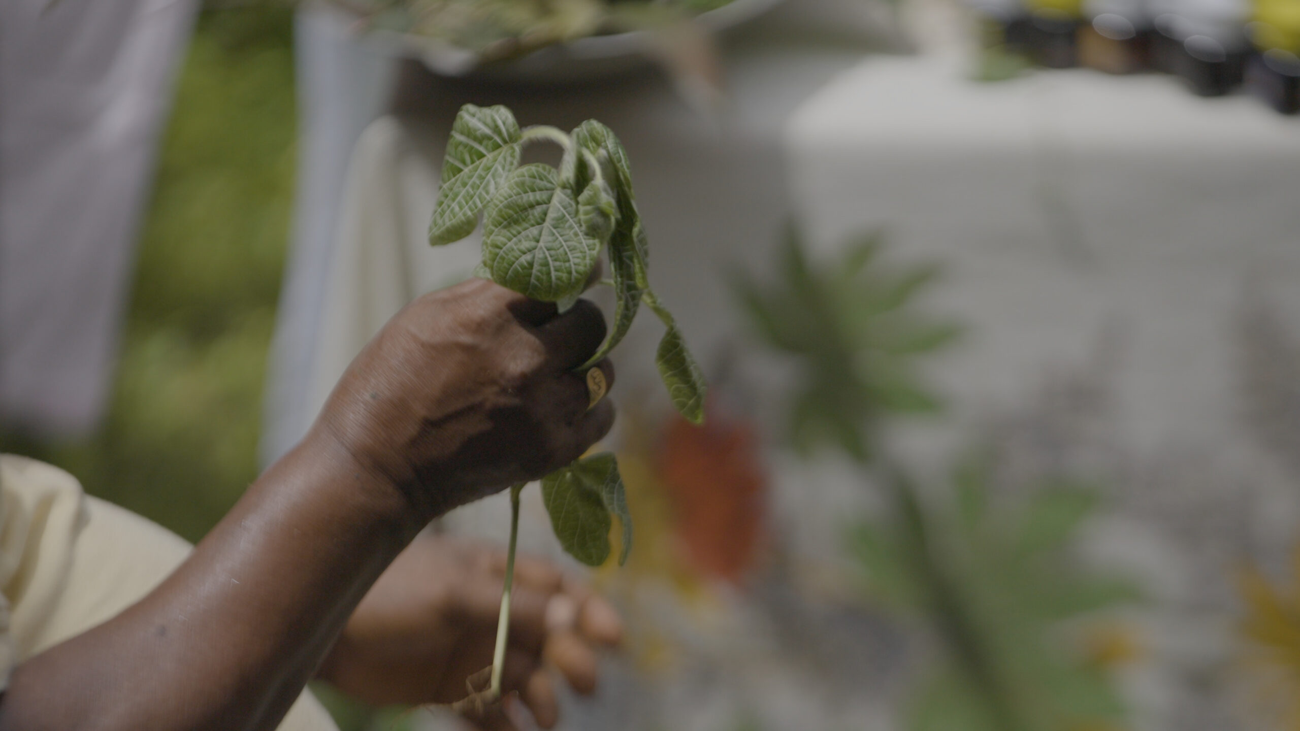 banner imagen hablando con las plantas